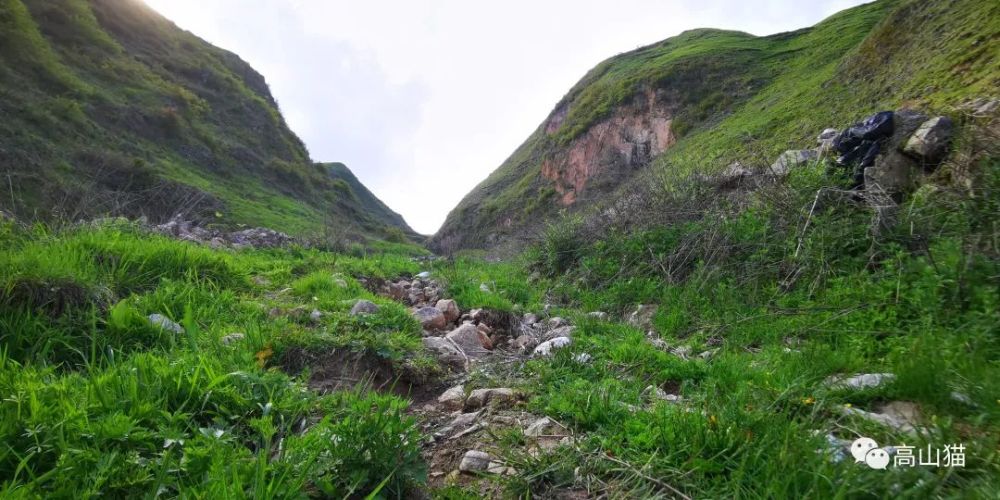 【美图分享】高山猫-最近一月内随拍于高山金马池狮草