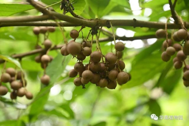 新知丨貌似龙眼真名木奶果这种酸酸甜甜的水果你见过吗