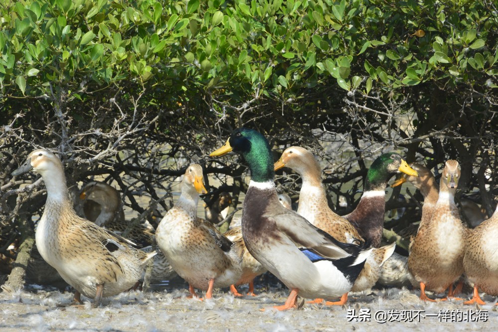 行走北海廉州湾记,别样的红树林生态美景