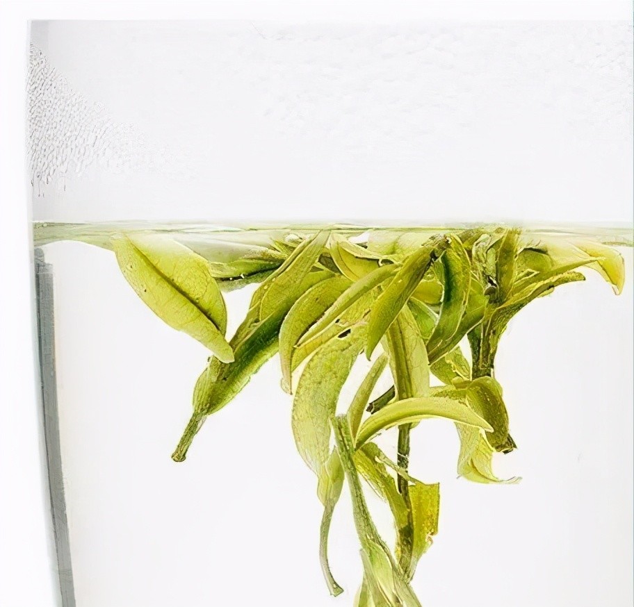 绿茶|安吉白茶为何叫"白茶" 它的名字背后究竟隐藏了什么?