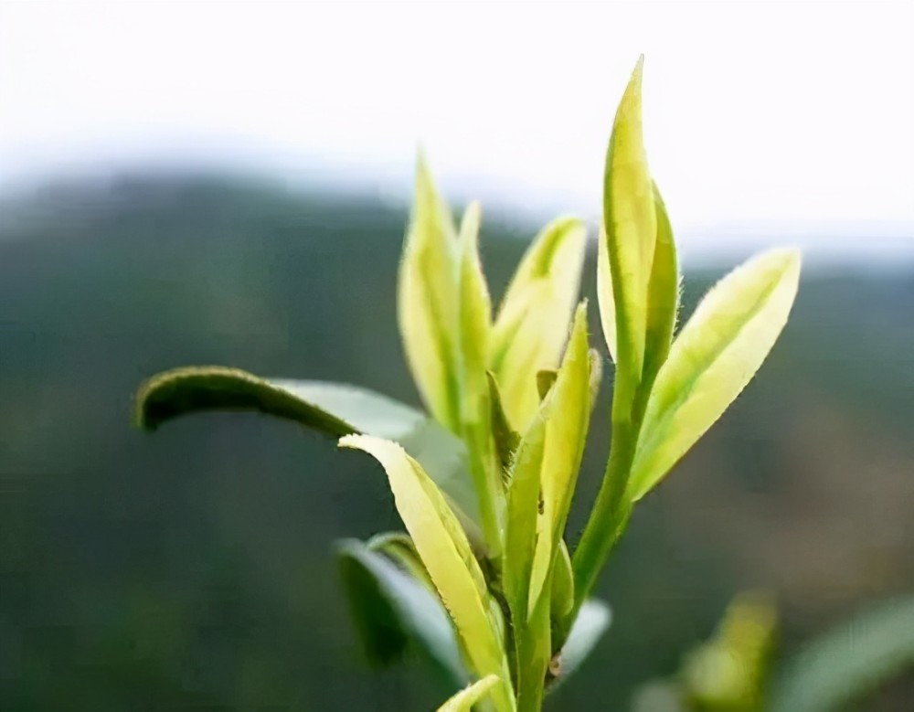 安吉白茶的茶树为茶树的变种,属于"低温敏感型"茶叶,其阈值约在23℃.