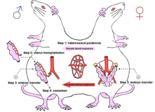 中国科学家成果:与雌鼠连体并获植子宫后,雄鼠怀孕分娩十崽