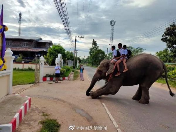 (原标题:3名小学生骑大象上学引关注)