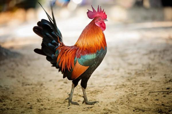 《动物传奇》科学地催眠一只鸡,需要分几步?