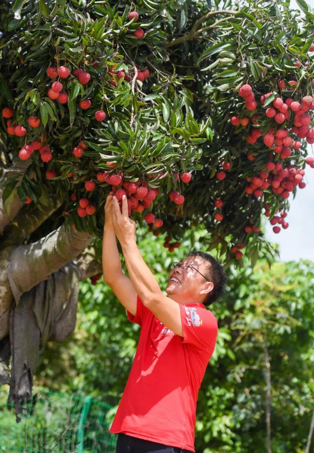 阳西这个荔枝新品种,欲与苹果比大小!