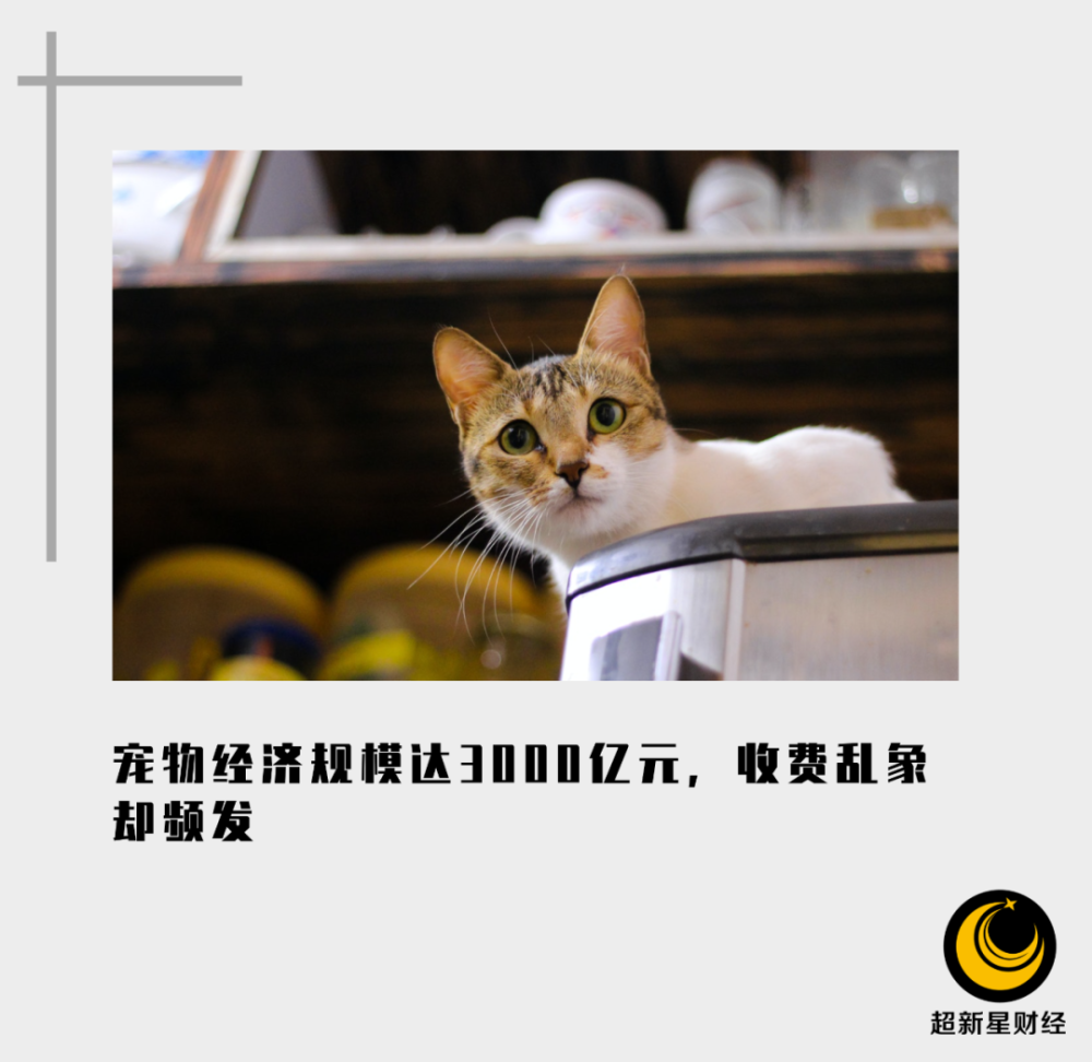 别说孩子,我连只猫都快养不起了