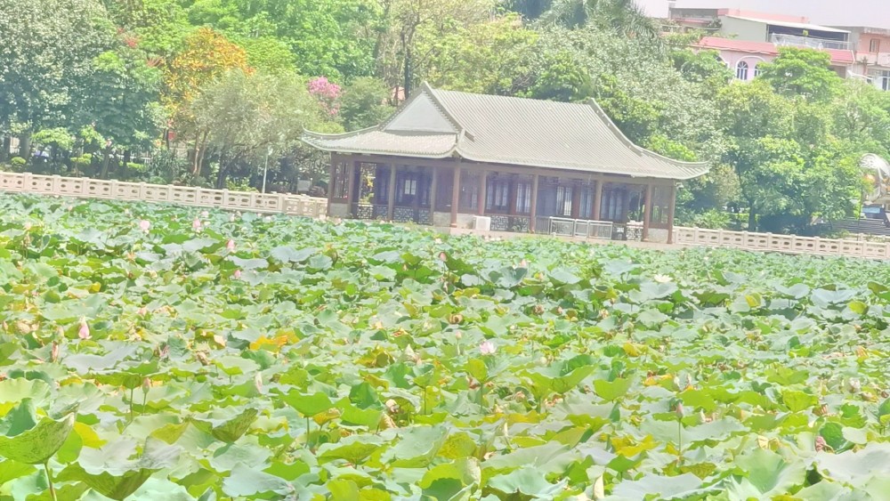 东莞桥头莲湖公园,荷花池塘非常的大,去散步照相非常的好