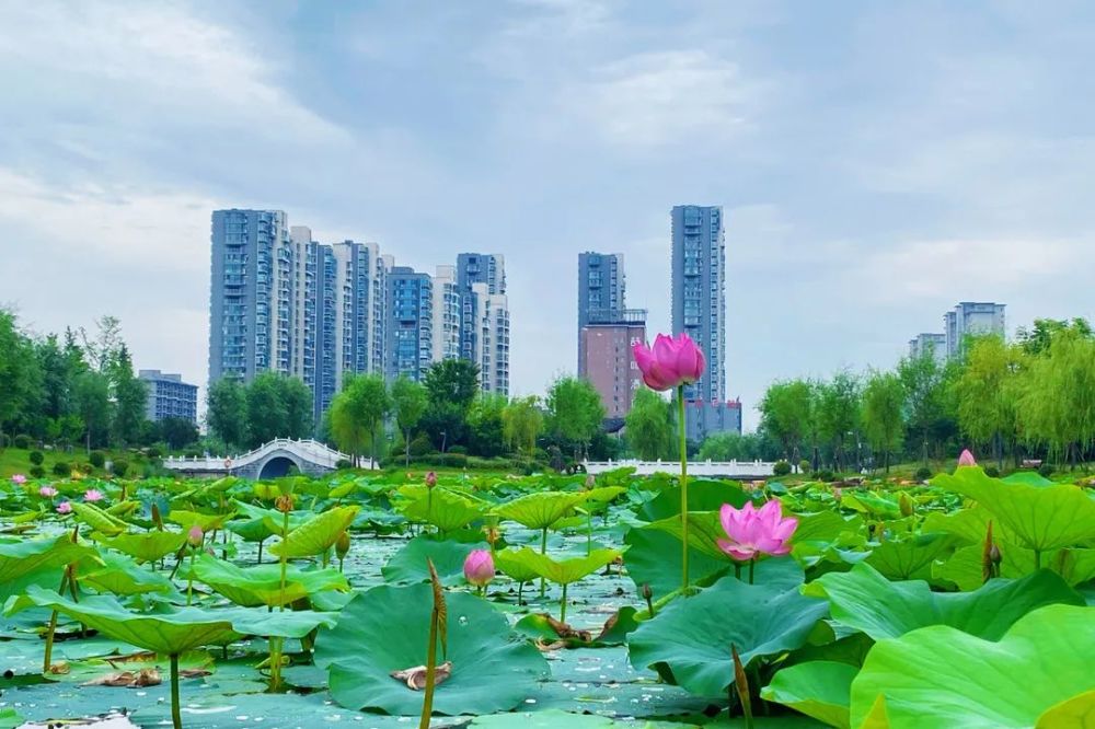 这个周末一起去息县龙湖公园约会"夏雨荷"吧