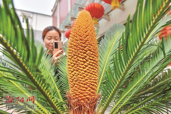 罕见洛阳这两颗雌雄铁树同时开花