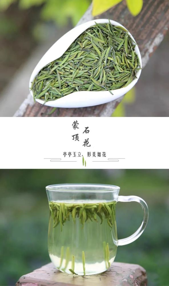 饮茶消暑|10,蒙顶甘露与蒙顶石花