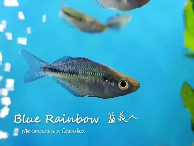 一天夜里我做了一个梦梦见自己变成一只海豚把自己