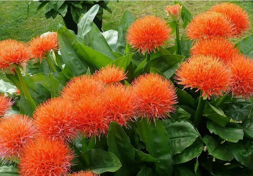 6种非常特别的热带盆栽植物,叶子和花朵都有良好的观赏性