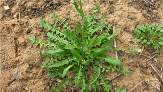 苦麻菜 苦麻菜是一种药用食用兼具的无毒野生植物,它是早春的野菜,苦