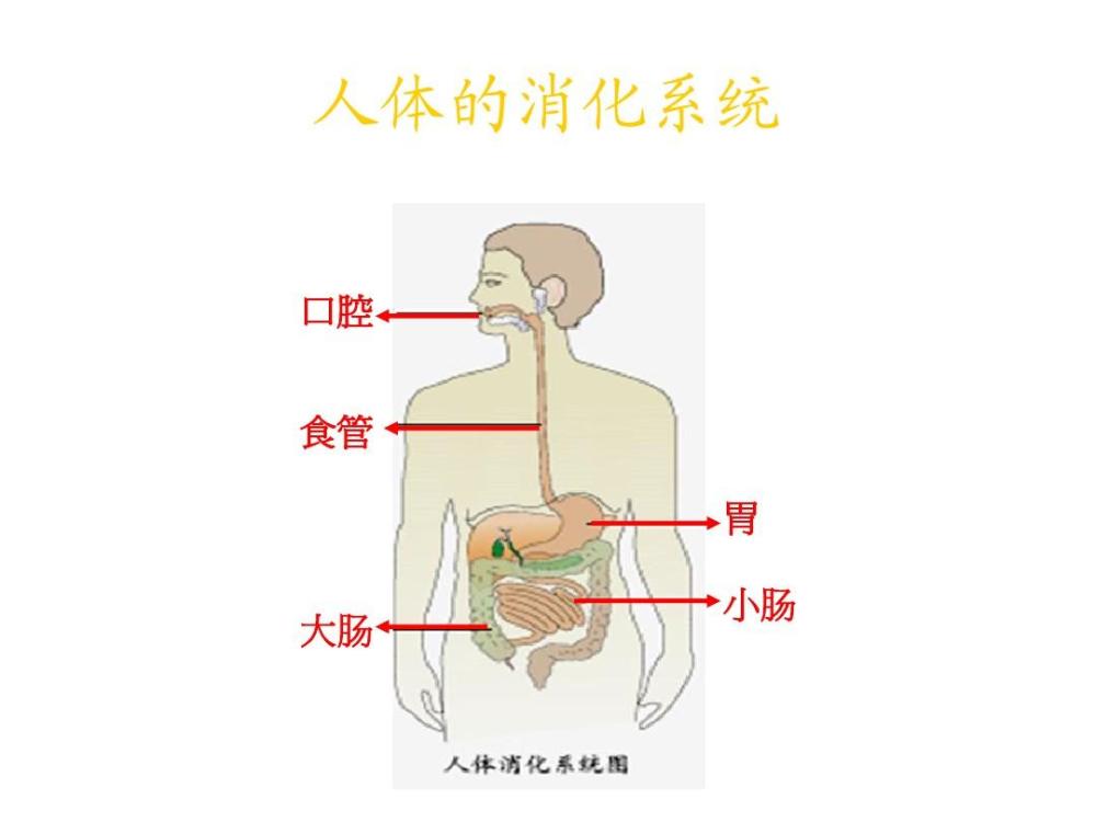 食物是如何被人体消化吸收的