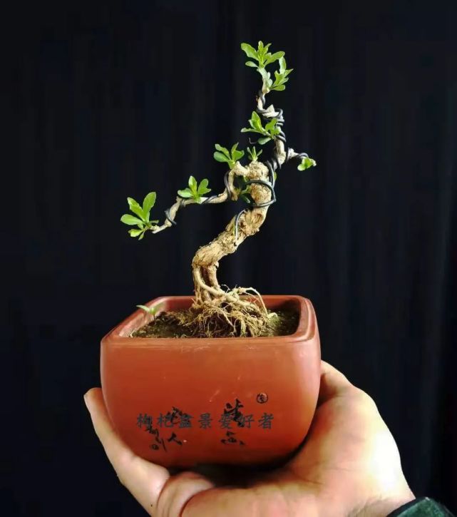 山东老陆的枸杞盆景
