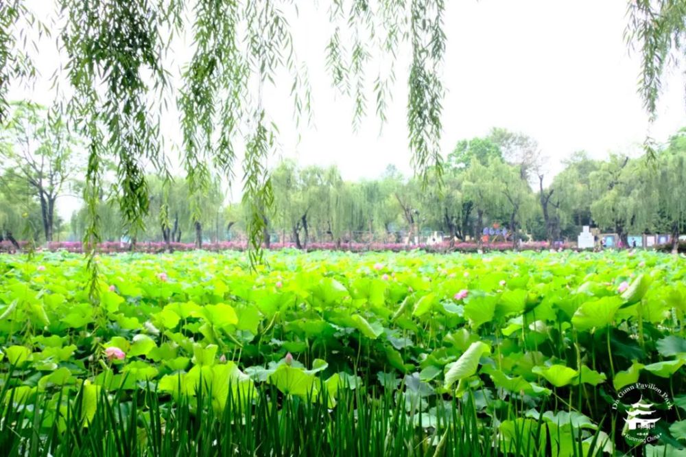 盛夏六月,大观荷花倾城!