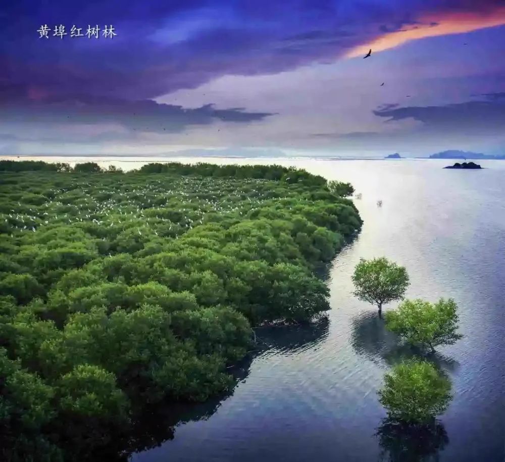 位于盐洲白沙潭,拥有一片约400亩盐洲红树林它,藏在盐洲而惠东恰好有