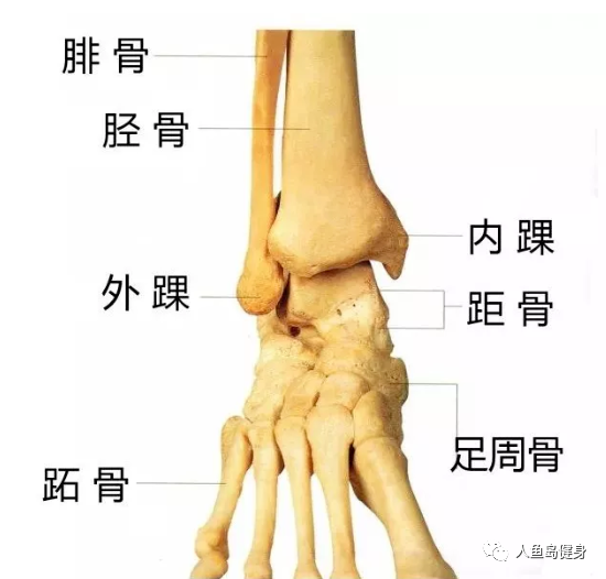 一,先来了解一下踝关节踝关节的灵活性,稳定性,对于我们训练动作的