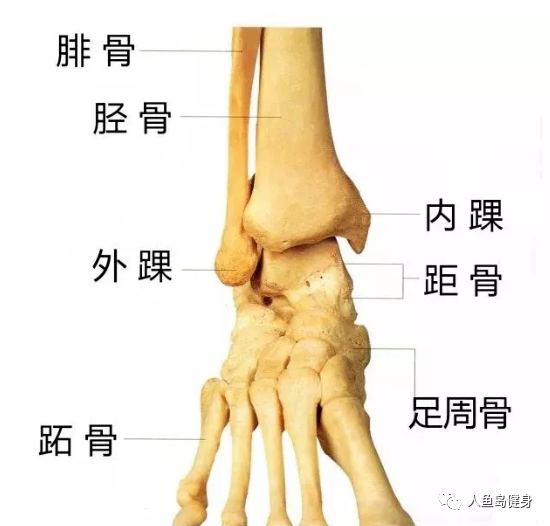 踝关节(ankle joint),它是足部与腿相连的部位,由胫骨,腓骨下端的