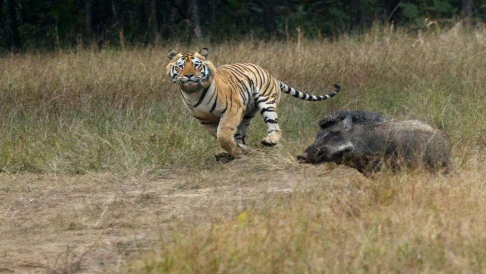 老虎伏击巨型野猪一场生死大战就此展开了场面十分震慑