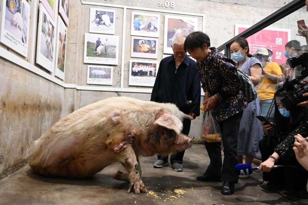 图集猪坚强走完传奇一生作为汶川记忆或被制成标本