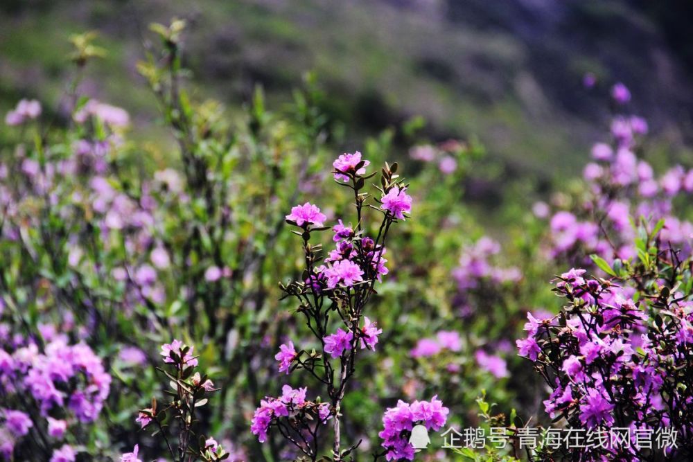 青海漫山遍野的杜鹃花开得好美,免费欣赏成高原最美的景色