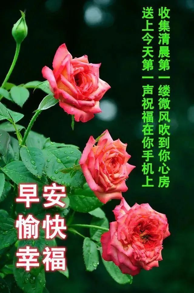 早上好朋友,夏季非常漂亮早安问候图片带字温馨,早晨问候语动态图片