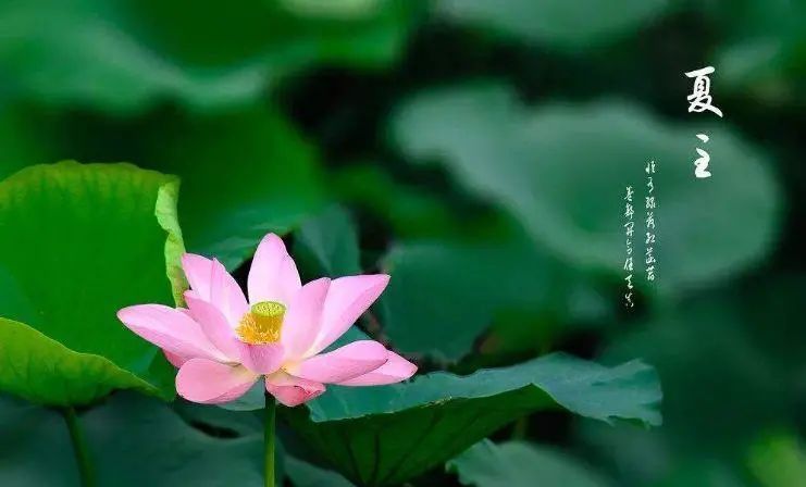 今日夏至丨夏至一阴生,稍稍夕漏迟
