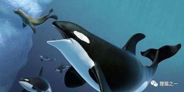 三头巨型海兽浮出辽宁海域,虎鲸被称为"杀人鲸",是