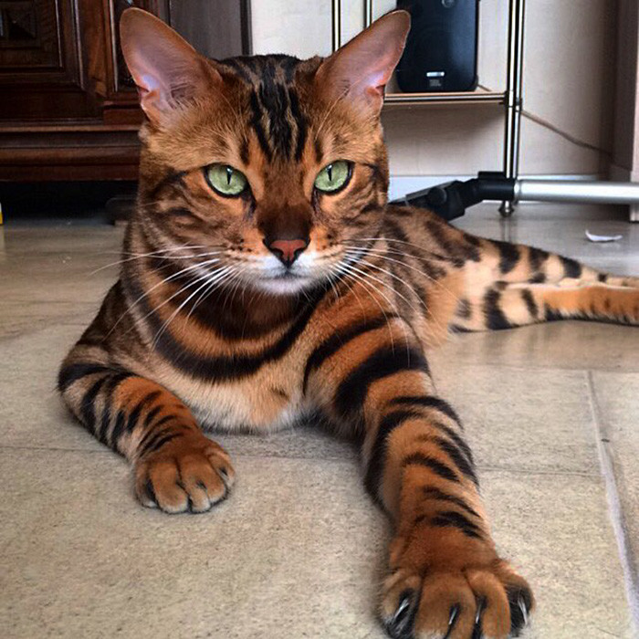 也是最常见的动物,今天小编整理了一组关于猫星人的照片,这20只猫咪被