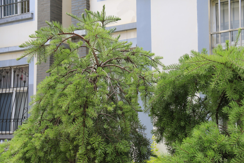云南华宁的珍稀植物"蓑衣龙树"能否算是"后继有树"了吗