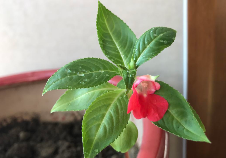 凤仙花小名指甲花夏季养花首选