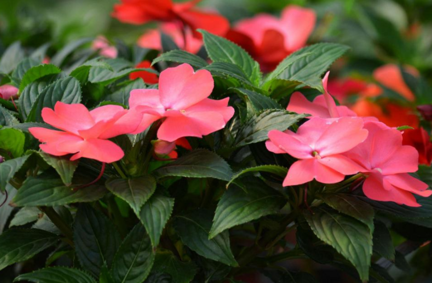 凤仙花小名指甲花夏季养花首选