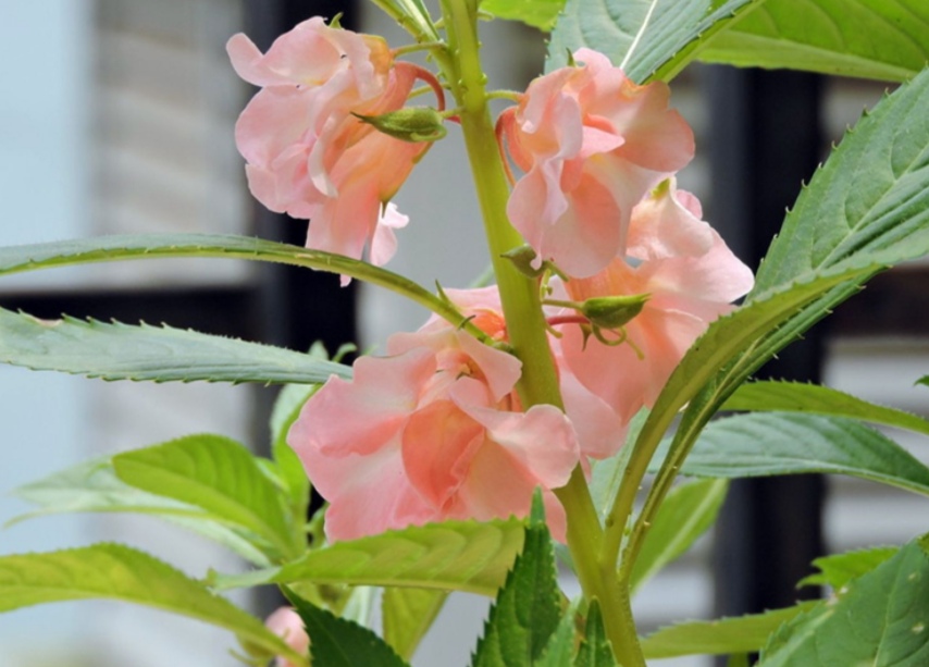 凤仙花,小名指甲花,夏季养花首选!