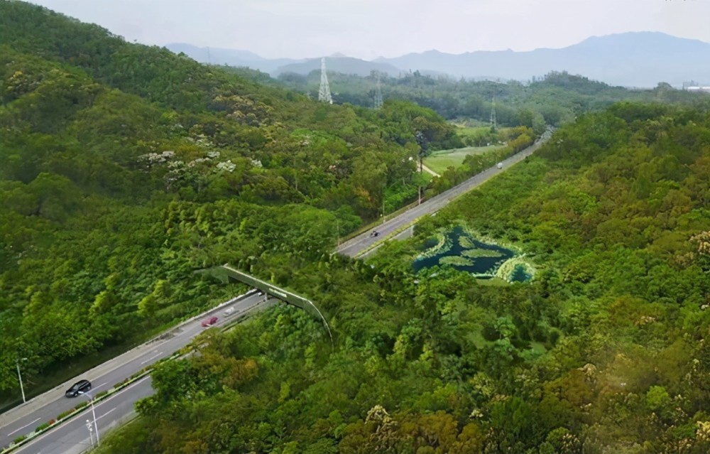 是连通大鹏半岛南北向的重要生物通道,野生动物们可以利用该生态廊道