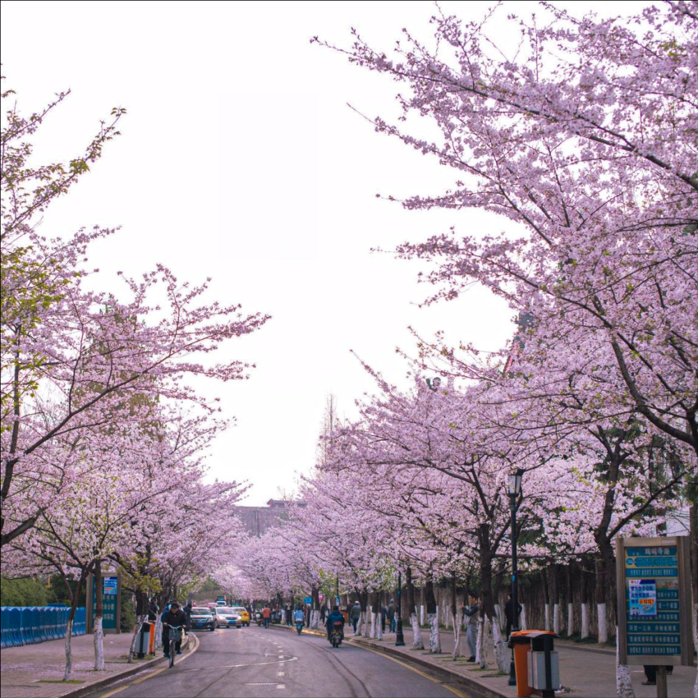 南京的樱花在哪里,当属最美樱花大道鸡鸣寺路,浪漫樱花明孝陵园