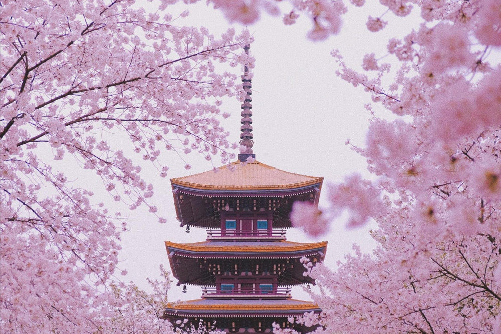 南京的樱花在哪里,当属最美樱花大道鸡鸣寺路,浪漫樱花明孝陵园