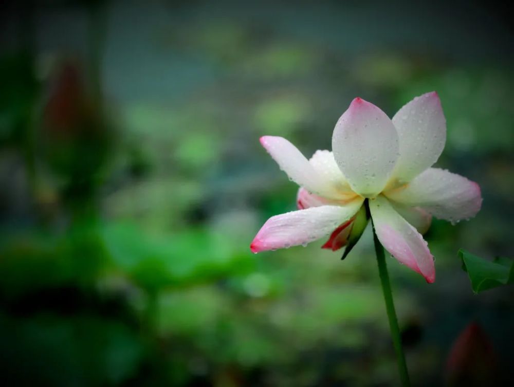 和风吹过,碧浪轻轻浮动,荷花点缀其中,交相辉映,摇曳生姿.