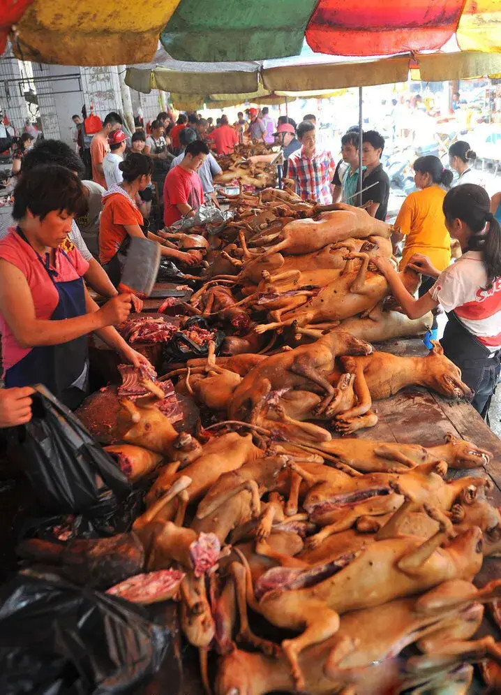 平日里这个农贸市场能销售四十头以上的猪肉,到了夏至日,卖狗肉的只有