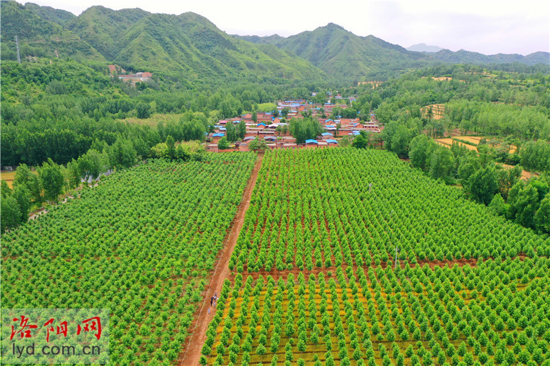 21日,在洛宁县景阳镇苗木种植产业基地里,工作人员正在苗木修剪,林间