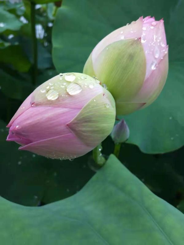 罕见!浙江惊现8株"并蒂莲",还有三头并蒂莲