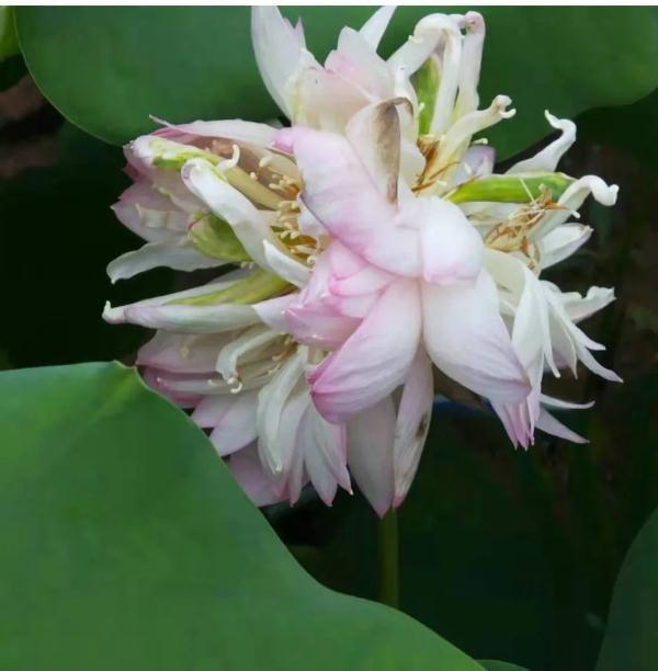 罕见!浙江惊现8株"并蒂莲",还有三头并蒂莲