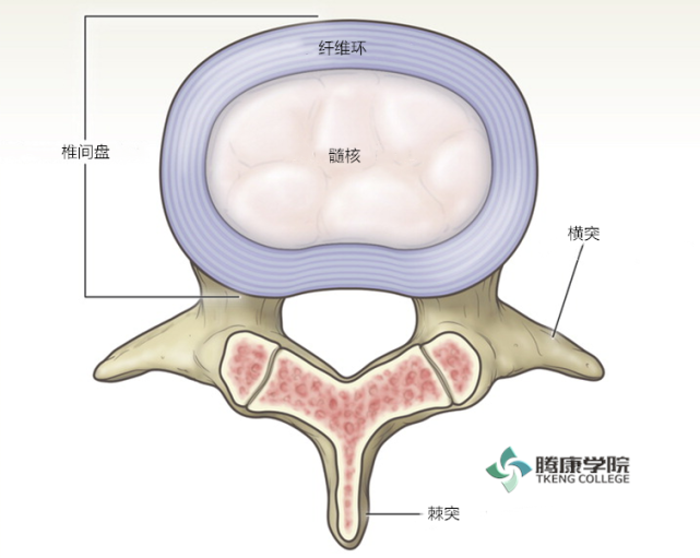 腰椎间盘退行性疾病的分析与治疗