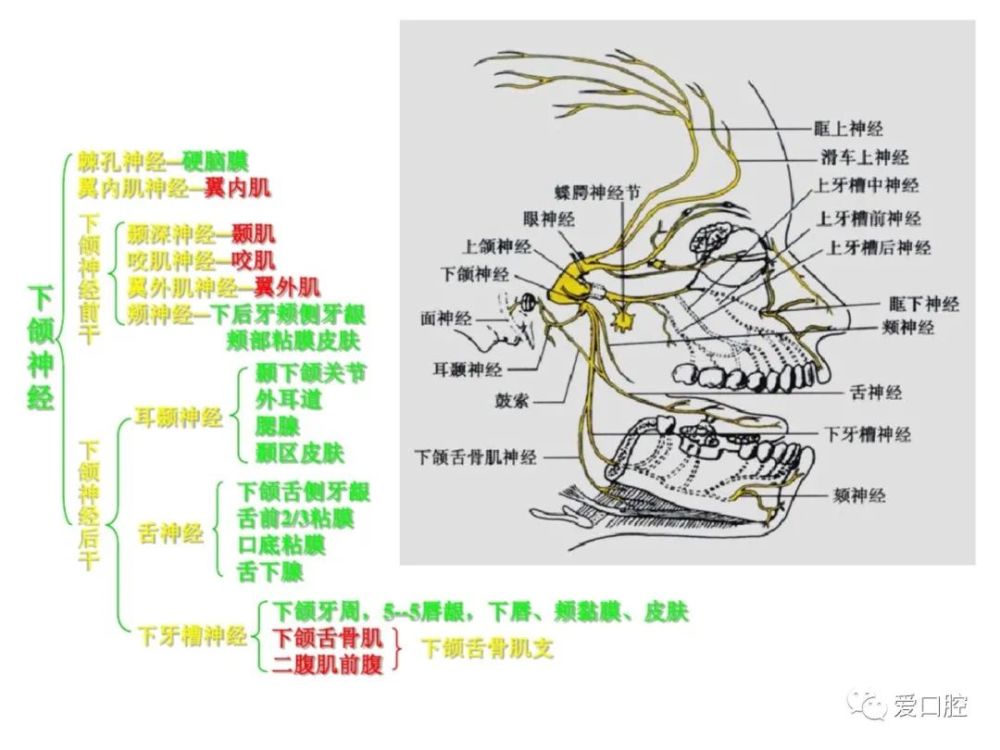 干槽症的治疗方法和预防方法利多卡因下牙槽神经阻滞麻醉下行开髓引流