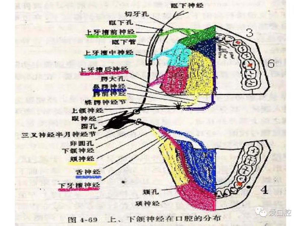 口腔局部神经麻醉解剖基础