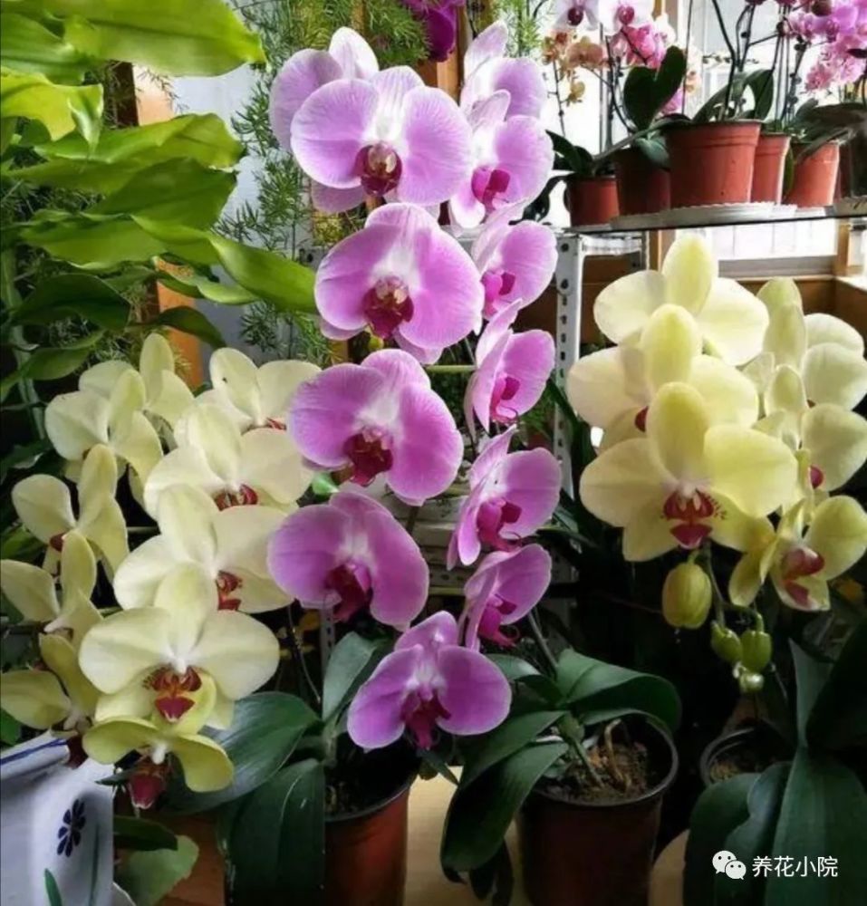蝴蝶兰