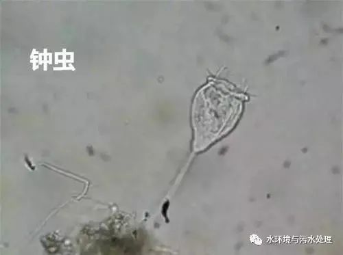 活性污泥中的几种指示性生物