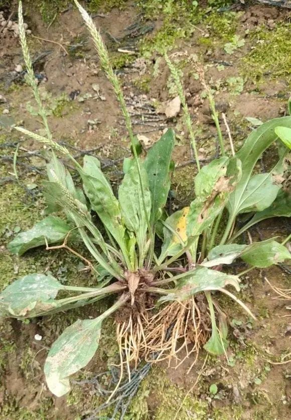 车前草有哪些作用?嫩芽炒制成茶,南方称为猪儿菜,价值