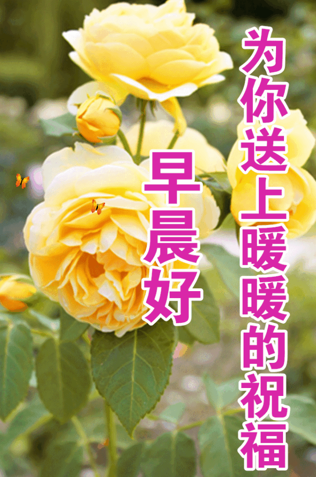 每日清晨问候朋友的早安祝福温馨语句很漂亮的早安鲜花祝福图片