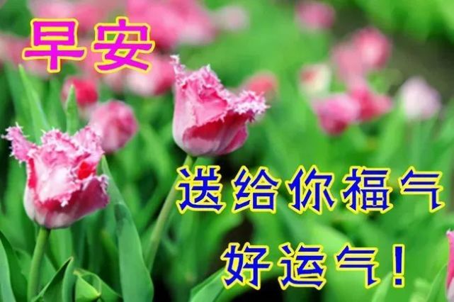 2021年早安祝福语鲜花图片唯美带字,最美早安阳光问候